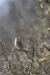 Oiseaux Pouillot fitis (Phylloscopus trochilus)