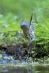 Oiseaux Pouillot fitis (Phylloscopus trochilus)