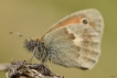 Insectes Procris (Coenonympha pamphilus)