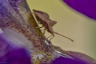 Insectes Corée marginée (Coreus marginatus)