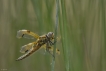 Insectes Libellule à quatre taches (Libellula quadrimaculata)