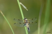 Insectes Libellule à quatre taches (Libellula quadrimaculata)