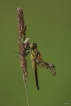 Insectes Libellule à quatre taches (Libellula quadrimaculata)