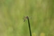 Insectes Libellule à quatre taches (Libellula quadrimaculata)