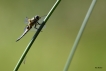 Insectes Libellule à quatre taches (Libellula quadrimaculata)