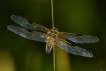 Insectes Libellule à quatre taches (Libellula quadrimaculata)