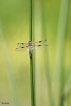 Insectes Libellule à quatre taches (Libellula quadrimaculata)