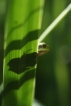 Amphibiens Rainette verte (Hyla arborea)