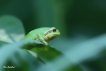 Amphibiens Rainette verte (Hyla arborea)