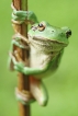 Amphibiens Rainette verte (Hyla arborea)