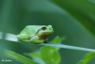 Amphibiens Rainette verte (Hyla arborea)