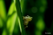 Amphibiens Rainette verte (Hyla arborea)