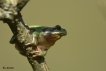 Amphibiens Rainette verte (Hyla arborea)