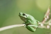 Amphibiens Rainette verte (Hyla arborea)