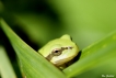 Amphibiens Rainette verte (Hyla arborea)