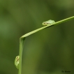 Amphibiens Rainette verte (Hyla arborea)