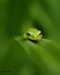 Amphibiens Rainette verte (Hyla arborea)