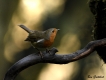 Oiseaux Rouge-gorge familier (Erithacus rubecula)