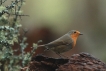 Oiseaux Rouge-gorge familier (Erithacus rubecula)