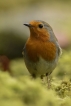 Oiseaux Rouge-gorge familier (Erithacus rubecula)