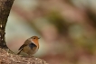 Oiseaux Rouge-gorge familier (Erithacus rubecula)