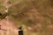 Oiseaux Rouge-gorge familier (Erithacus rubecula)