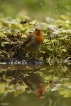 Oiseaux Rouge-gorge (Erithacus rubecula)