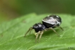 Araignées Saltique cuivré (Heliophanus cupreus)