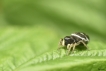 Araignées Saltique cuivré (Heliophanus cupreus)