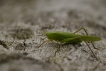 Insectes Sauterelle verte (Tettigonia viridissima)