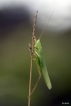 Insectes Sauterelle verte (Tettigonia viridissima)