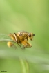 Insectes Mouche scatophage du fumier (Scathophaga stercoraria)