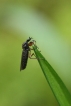 Insectes Mouche de terreau (Sciaridae sp.)