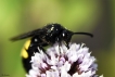 Insectes Scolie hirsute (Scolia hirta)