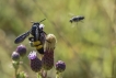 Insectes Scolie hirsute (Scolia hirta)