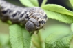 Insectes Sphinx de l\'épilobe (Proserpinus proserpina)