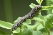 Insectes Sphinx de l\'épilobe (Proserpinus proserpina)