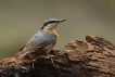 Oiseaux Sittelle torchepot (Sitta europaea)