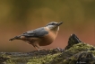 Oiseaux Sitelle torchepot (Sitta europaea)