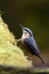 Oiseaux Sitelle torchepot (Sitta europaea)