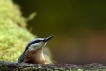 Oiseaux Sitelle torchepot (Sitta europaea)