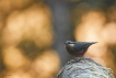 Oiseaux Sitelle torchepot (Sitta europaea)