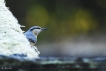 Oiseaux Sitelle torchepot (Sitta europaea)