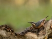 Oiseaux Sittelle torchepot (Sitta europaea)