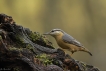 Oiseaux Sittelle torchepot (Sitta europaea)