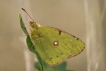 Insectes Souci (Colias crocea)