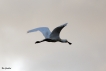 Oiseaux Spatule blanche (Platalea leucorodia)