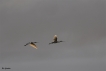 Oiseaux Spatule blanche (Platalea leucorodia)