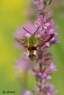 Insectes Sphinx gazé (Hemaris fuciformis)