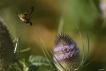 Insectes Sphinx gazé (Hemaris fuciformis)